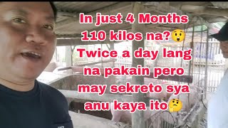 110 kilos in Just 4 months using PIGROLAC May sekreto si sir paank ito gawinAlamin [upl. by Oria170]