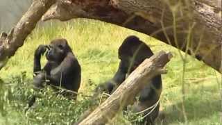 Touching footage Gorilla brothers reunited at Longleat after three years apart [upl. by Torrin]