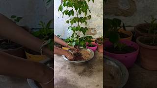 China dollradermachera indoor or outdoor plant shorts youtubeshorts [upl. by Oria]