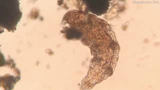 Tardigrade EATS a Cell in Cell Division Under the Microscope [upl. by Nole851]