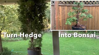 Thuja Bonsai  20 Cedar Hedge to Bonsai [upl. by Filiano]