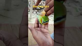 Bee eater bird viral video [upl. by Ilohcin]