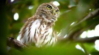 Caburé  Glaucidium brasilianum  Ferruginous PygmyOwl [upl. by Hadden]