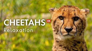 Relax with Cheetahs in 4K [upl. by Adekahs]