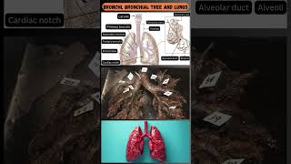 Parts of the Bronchial Tree and Lungs A Quick Overview 🫁 [upl. by Aivart]