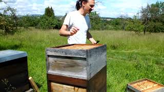 Regenschauer bei den Bienen  Perfekt [upl. by Aztilay820]