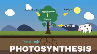 Photosynthesis IGCSE GCSE AQA Cambridge Checkpoint Biology [upl. by Boylston]