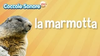 La Marmotta  Documentari per bambini di Coccole Sonore [upl. by Aleahc]