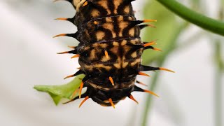 Ornithoptera priamus × Troides aeacus  caterpillar to butterfly  hybrid [upl. by Edythe]