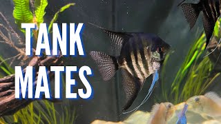 Top 10 Tank Mates for Freshwater Angelfish [upl. by Eidroj]