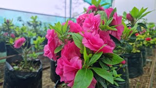 how to grow and care azalea flower plant [upl. by Tehc]