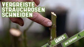 Verjüngungskur für vergreiste Strauchrosen  James der Gärtner [upl. by Howarth117]