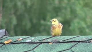 Trznadel  Emberiza citrinella Biaslowieza Poland [upl. by Noed]