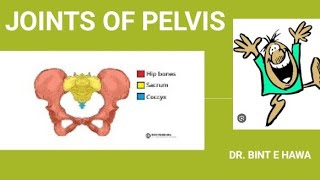 PELVIC JOINTS AND CLINICALS  GROSS ANATOMY ENDOCRINOLOGY MODULE [upl. by Nalyak]