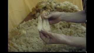 Skirting a Raw Sheep Fleece  Dorset Wool [upl. by Narib]