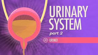 Urinary System Part 2 Crash Course Anatomy amp Physiology 39 [upl. by Hgielyk]