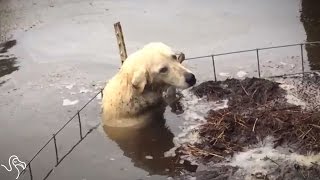 Reporters Jump Into Floodwaters To Rescue Stranded Dog [upl. by Hsaniva]