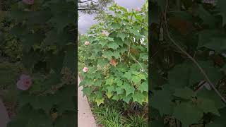 Amazing and Beautiful Cotton Tree shortvideo chinesegarden plant malvaceae bombacaceae [upl. by Okime397]