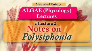 Lecture 2  Polysiphonia Life Cycle Rhodophyceae  Algae Phycology Lecture  Notes [upl. by Hurff382]