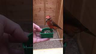 Common Crossbill cock feeding [upl. by Kuebbing]