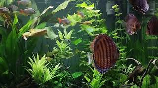 Akwarium 09012023 125 Symphysodon discus Brown [upl. by Elsi]