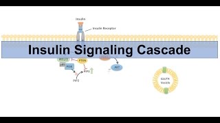 Insulin Signaling Cascade and Downstream Effects  Biochemistry Lesson [upl. by Ahsaet]