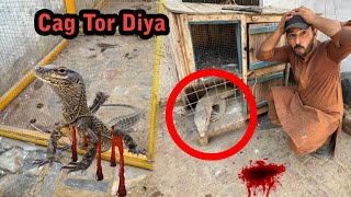 Monitor Lizard Ne Cage Phar Diya 😱 Shahzad Aslam Pets [upl. by Hayton]