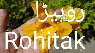 Rakta rohida ke faydeروہیڑا کی شناخت اور نسخہ جات [upl. by Jaquenette92]