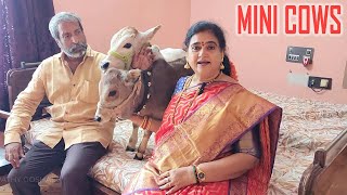 Mini Cows being raised in our House  Cute amp Friendly Cows  Nadipathy Goshala [upl. by Baxy455]