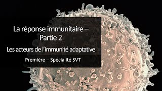 Cours Spé SVT 1eres  Immunité 2  Les acteurs de limmunité adaptative [upl. by Gruber]