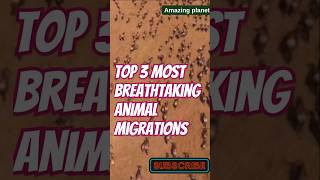 Top 3 Most Breathtaking Animal Migrations [upl. by Brooke640]