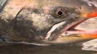 Simms Fishing Char on the Tree River NWT Canada [upl. by Kamilah]