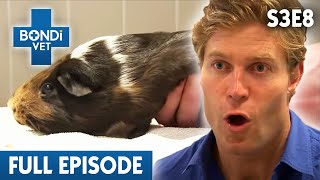 Paralysed Guinea Pig Cant Walk  Season 3 Ep 8  Bondi Vet Full Episodes [upl. by Yager]