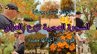 الفرفار شجرة العسل Tecomella undulata ‏Honey tree قوية كل أجزائها مفيدة تنجح بكل بالدول العربية [upl. by Hoffer]