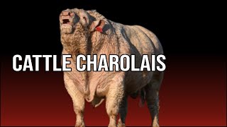 🔴 CHAROLAIS Catlle Advantages  Biggest Bulls And Cows [upl. by Mharg632]