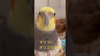 おりこうちゃんお喋りオカメインコshorts [upl. by Ronyam]