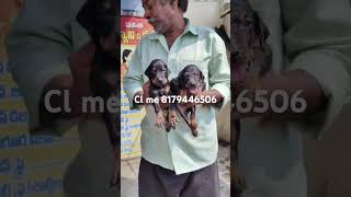 Doberman puppies available trending viralshort reelsvideo shortvideo youtubeshorts doberman [upl. by Ayokal]