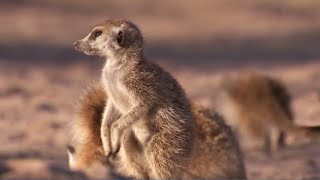 Meerkat Mother Exiles Her Own Daughters  BBC Earth [upl. by Aneev313]