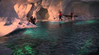 Wild Arctic Beluga Whales at SeaWorld Orlando [upl. by Gnep]