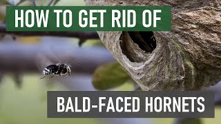 How to Get Rid of BaldFaced Hornets 4 Easy Steps [upl. by Mikaela426]