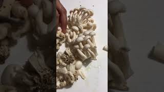 Cutting White Beech Mushrooms 🍄 Shiro Shimeji In Japanese mushroom kinoko japan shorts [upl. by Yesdnik]