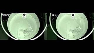 Marine and benthic lake sticklebacks display behavioral differences in the model school assay [upl. by Assyle]