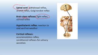 classification of reflexes according to site of receptor integrating center number of synapses [upl. by Chesney]