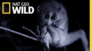 A Loris in the Night  Wild Sri Lanka [upl. by Esta]