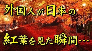 海外の反応 驚愕「日本の紅葉は圧倒的すぎる」京都の紅葉フルコース動画に外国人が衝撃夢の国であり天国からの贈り物仰天【すごい日本】 [upl. by Boutis194]