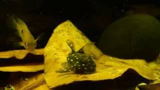 Hypancistrus Contradens L201 Pleco [upl. by Hochman]