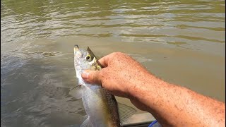 Ohio River Skipjack Fishing [upl. by Grove448]