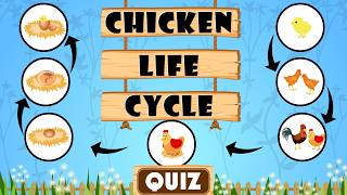 Life Cycle of a Chicken  Quiz for Kids  Stages Facts and FAQs [upl. by Juback826]