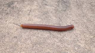 Millipede [upl. by Wyly]