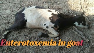 Enterotoxemia in goat  common disease of sheep and goats [upl. by Adonis]